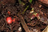 This New-To-Science Palm Plant Flowers And Fruits Entirely Underground