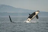 Photo of J16 Southern Resident orca breaching while J26 swims nearby. Photo from Katy Foster/ NOAA Fisheres.