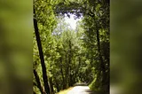 sunlight peeking through a forest of tall overhanging trees onto a small street