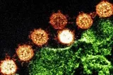 Ask Ethan: Couldn’t COVID-19 have originated in a Chinese Lab?