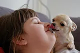 5 Reasons Why Chihuahuas Lick Your Face