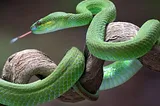 A green snake on a tree
