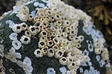 a large rock encrusted with barnacles