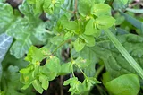 Euphorbia’s Green