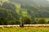 Be a Shepherd Not a Sheepdog