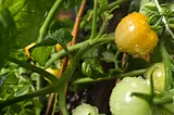 a cherry tomato plant, dripping with water after a summer storm, with several green tomatoes and one orange one