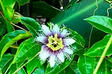 Elegy For the Passion Flower Plant