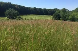 Photo of a field of summer grasses at the Audubon Center in Pomfret, CT. The Foreground included tall rye grasses that receed to the dark tree line in the distance under a cloudless blue sky.