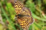 Eleanor and the Butterfly