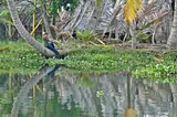 Cruising Kerala’s Backwaters