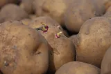 Nigerians Unite Against Genetically Modified Potatoes Amid Health and Environmental Concerns