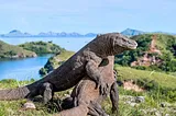 Finding Komodo Public Park in East Indonesia