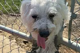 White Maltese dog poking his head through a fence.