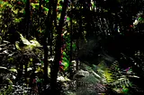 Dense, dark woodland with disturbing colour glitches.