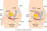 Some things about the Pelvic Floor