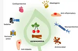 Exploring the Multifaceted Potential Benefits and Considerations of Ashwagandha: A Comprehensive…