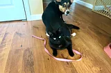 Tri-colored corgi sitting on black cat. Both facial expressions are neutral as if this is a completely normal thing to do.