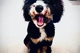 My Bernedoodle, Gucci