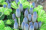 Korean fir (Abies koreana).