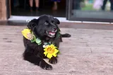 Jessie wears a lei made of yellow flowers and smiles while laying on a porch
