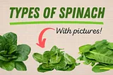 types of spinach national spinach day
