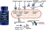 Unlocking the Health Benefits of Lactoferrin: A Scientific PerspectiveBy: Peter Marino M.S. CPT CHC