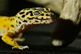 Are leopard geckos easy to take care of?