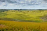 Gabon’s Diverse Grass Species