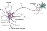 The Birth of Artificial Neurons: McCulloch and Pitts’ Revolutionary Model