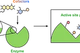 A Wide World of Enzymes: Enzymes in Metabolism