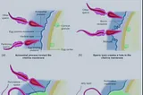 Polyspermy and its blockage: