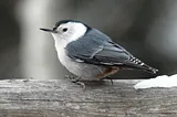 white bird with black cap, gray and black wings