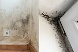 Mold vs. Mildew: Understanding the Differences and Effective Treatment Methods
