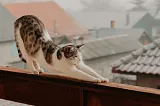 Are Balconies Dangerous to Cats?