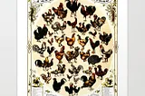 POULTRY AND ITS DIVERSITY: