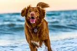 A dog running on the beach