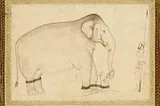 From the Matanga –Lila: Musth in Elephants