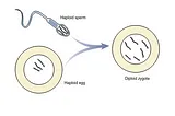 Sexual Reproduction and Meiosis