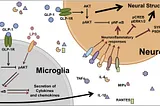 How to Talk to Your Doctor About GLP-1 Agonists for MCAS