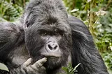 The Belgian principality of Virunga, where Black Lives Matter (less than gorillas)