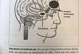 Learning & Behavior Struggles in Kids — The Smoke Detector Vs. The Watchtower Inside the Brain.