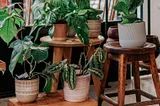 Indoor plants on wooden trays with limp leaves