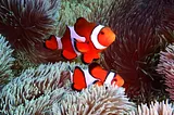 Is Nemo A Meanie? Clownfish Stripes Predict Aggressiveness