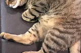 Vitalik’s Cat Finally Revealed.