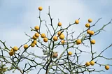 Yellow fruits thorn tree