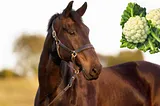 can-horse-eat-cauliflower