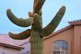 Top 10 Reasons to Love Phoenix