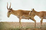 Species for Sale: Saiga Antelope