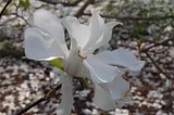 White magnolia blossom.