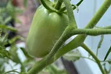 Growing Amish Paste Tomatoes